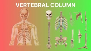 vertebral column anatomy  ورٹیبرل Column  वर्टिब्रल कॉलम [upl. by Woodall]