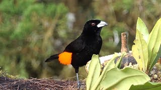 Scarletrumped Tanager in Costa Rica [upl. by Dworman508]