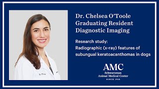 Subungual keratoacanthoma a rare tumor seen in dogs that looks frightening on xray but is benign [upl. by Aluino832]