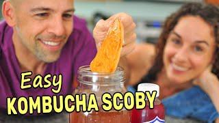 Making a Kombucha Scoby from Scratch SPOILER Its super easy [upl. by Akcinehs]