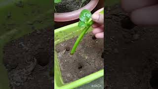 Malabar spinach cuttings developed roots by water propagation technique 👍 [upl. by Rosen982]