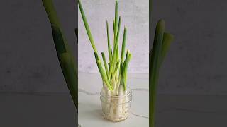 NEVER buy green onions again How to regrow scallions Kitchen Hacks [upl. by Rosenblatt]