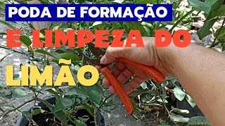 como PODAR o pé de LIMÃO corretamente ASSISTA ESSE VÍDEO [upl. by Nellda]