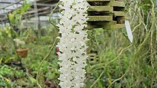 Rhynchostylis retusa var alba [upl. by Behlke230]