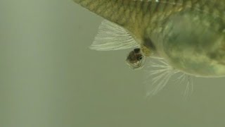 A Guppy Having Babies [upl. by Laved]