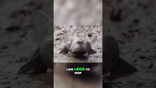 Discover the Walking Fish The Incredible Mudskipper [upl. by Inram]