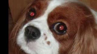 Syringomyelia in Cavalier King Charles [upl. by Corinna]