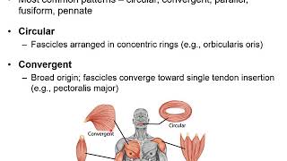 Chapter 11B  Muscular System Naming Skeletal Muscles and Arrangement of Fascicles [upl. by Old276]