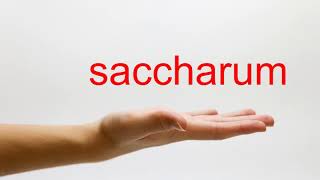 How to Pronounce saccharum  American English [upl. by Rashidi]