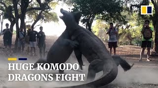 Two huge Komodo dragons fight on Indonesian island [upl. by Glanti865]