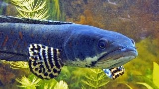 Channa pulchra  the pretty peacock snakehead [upl. by Manoff]