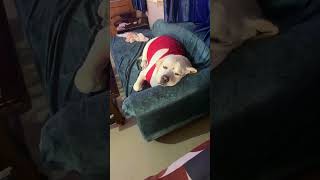 Kitna pyr se sota h ye😊😊😊❤️❤️viralvideo doglover cute music [upl. by Dody]