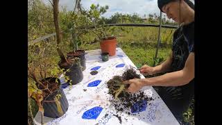 Parrots beak Gmelina pre bonsai cut back and repotting [upl. by Eatnuhs]