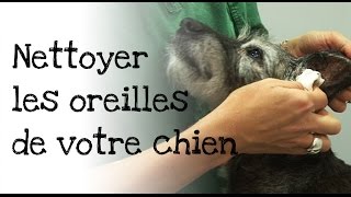 Comment nettoyer les oreilles de votre chien [upl. by Ordnajela]