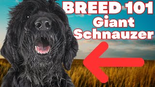 BREED 101 GIANT SCHNAUZER Everything You Need To Know About The Giant Schnauzer [upl. by Cynar489]