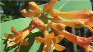 Gardening From Seeds  How to Plant Honeysuckle Seeds [upl. by Hsetirp]