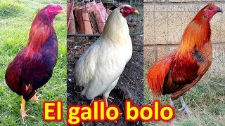 EL GALLO BOLO [upl. by Demona]