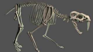 Sabre Tooth Skeleton [upl. by Donata797]