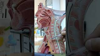 Lab 9  Part 1 Sagittal Section  Nose Pharynx Larynx amp Trachea [upl. by Huckaby612]