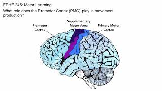 Premotor Cortex [upl. by Aserret255]