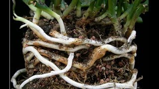 Rhizomes Definition amp Examples  What is a Rhizome  Plant Anatomy [upl. by Enirbas]