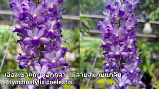 เอื้องเขาแกะ ดอกกลาย มีลายสมุกบนกลีบ หอมฟุ้ง Rhynchostylis coelestis [upl. by Arndt957]