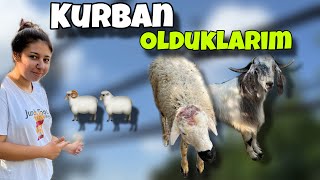 2 GÜNLÜK KURBAN BAYRAMI VLOG [upl. by Pier]