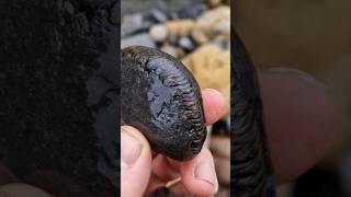 Peronoceras ammonite fossil find on the Yorkshire Jurassic coast fossilhunting [upl. by Ynoep]