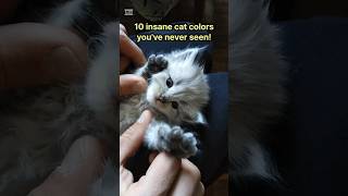 10 Cat Colors That Break The Internet 🙀🌈 CatTok RareCats MindBlown facts [upl. by Ehman]