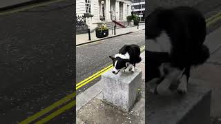 Dog Runs Over Bollards on Sidewalk  15299558 [upl. by Anrev313]