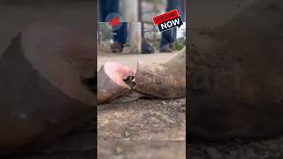 Horse Long Hoof Trimming horseshoeing horse hoof satisfying hoofgp animals horsemanure [upl. by Ollehto356]