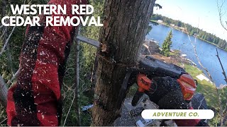 Western Red Cedar Tree Removal [upl. by Pooi]