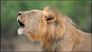 Two Lion Prides  Who Will Come out on Top  National Geograhpic Documentary HD [upl. by Annohs]