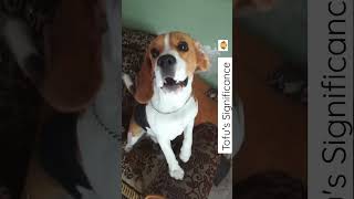 Beagle Barking Sound 🐶 shorts dog doglovers doglovers beagle barking fyp viral [upl. by Eeralav846]