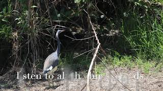 Tricolored heron passes in review [upl. by Oiramej]