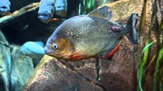 RedBellied Piranha At The Worlds Largest Aquarium The Georgia Aquarium [upl. by Feirahs16]