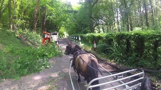 Shetland pony Paddy meeting a wood chipping machine [upl. by Sholeen]