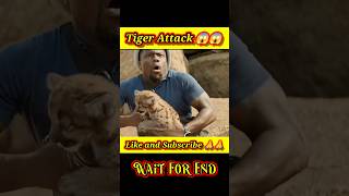 Tiger Attack। Movie explain। hindi movie explain। shorts movie explained [upl. by Botnick]