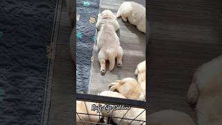 Sleepy golden retriever puppies 😴 puppy goldenretrieverpuppies goldenpup love goldenretriever [upl. by Packston]