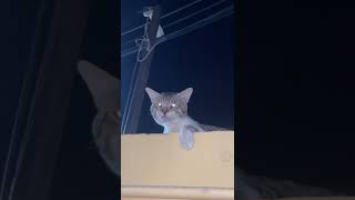 Cute kitten ke cute papa 😂catlover babycat trending funny kitten [upl. by Alys]