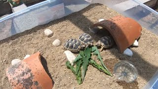 Tortuguero casero para mis nuevas tortugas bebés🐢😍 [upl. by Htenaj147]