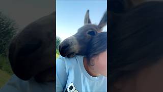 Drama king wonkydonkey donkeytok iowa foryou minidonkeysoftiktok CapCut [upl. by Cicely]