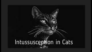 Intussusception In Cats [upl. by Asirb170]