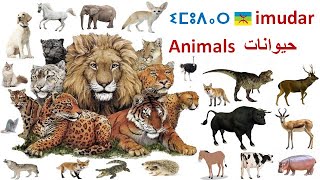 imudar animals in Amazigh language جميع أنواع الحيوانات بالأمازيغية [upl. by Afnin]