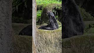 亞洲黑熊Asiatic Black BearTaipei Zoo [upl. by Gerg]