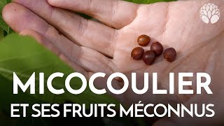 Le micocoulier et ses fruits méconnus [upl. by Odom175]