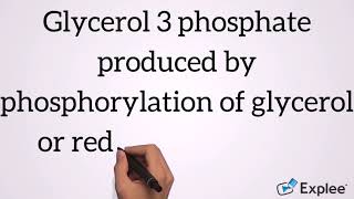 Triglyceride synthesis [upl. by Chari]