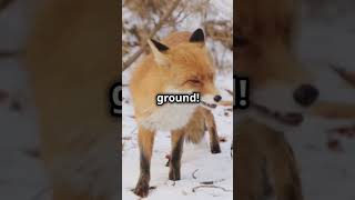 Facts About Foxes fox animals wildlife wildanimals shorts facts smart adventure forest [upl. by Yorgen]