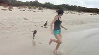 Baby Kangaroo swimming at the Beach [upl. by Edyaw]