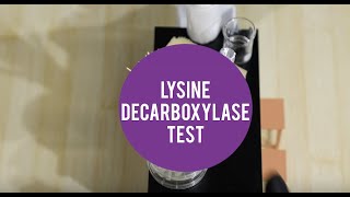 MicroLab  Lysine Decarboxylase Test [upl. by Melania]